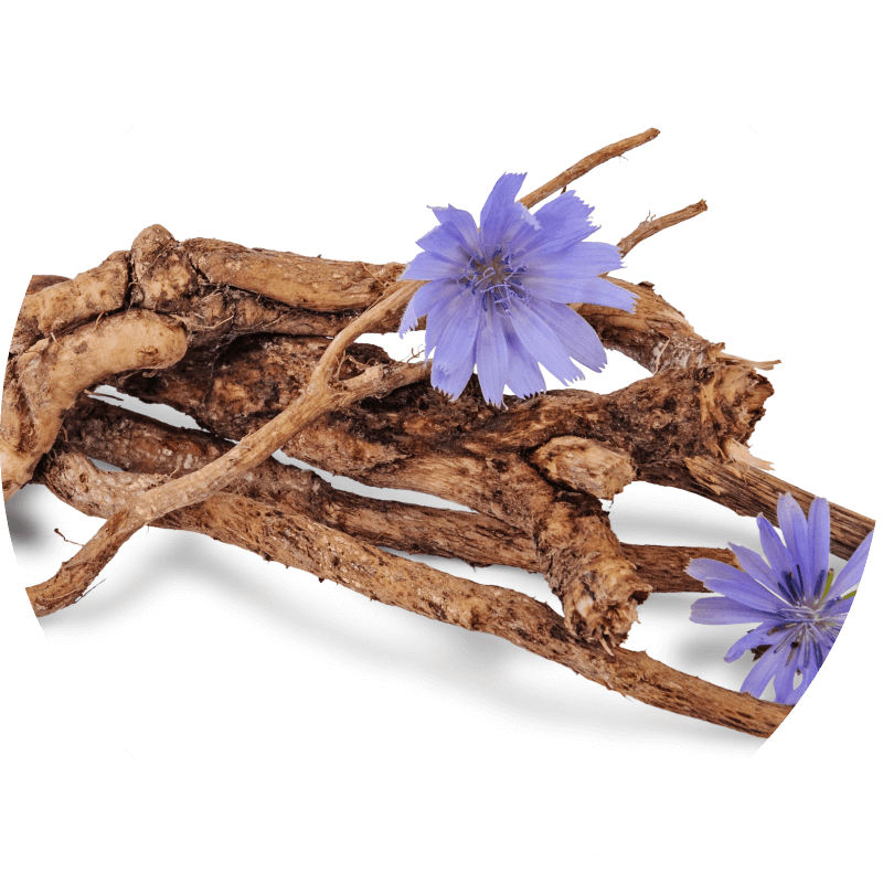 Chicory