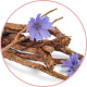 Chicory