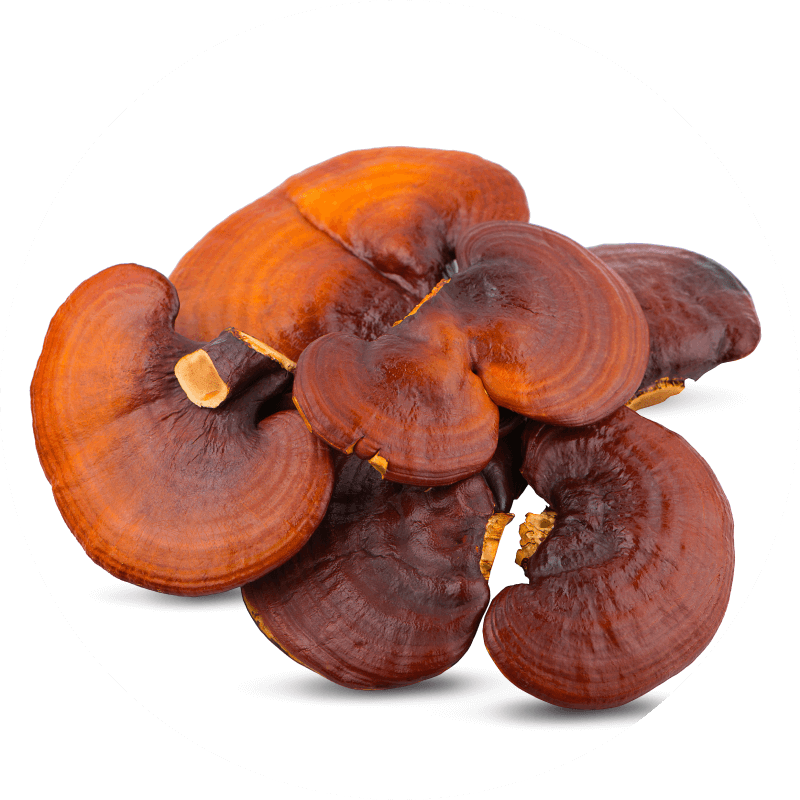 Reishi